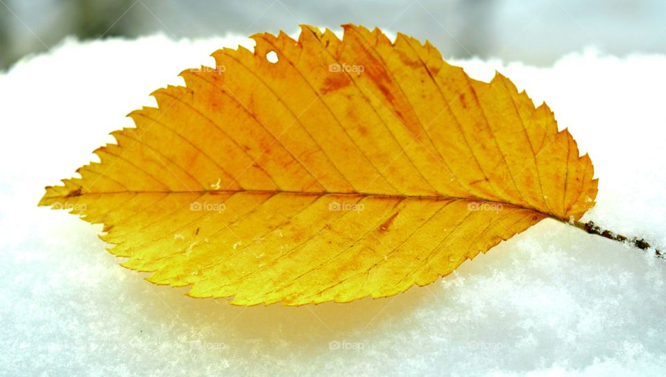 Leaf, No Person, Nature, Fall, Bright