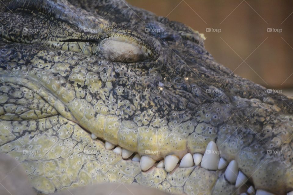 Close up of alligator smile 