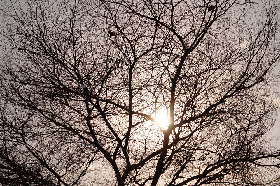blazing sun through a tree. nothing spl lmao 
