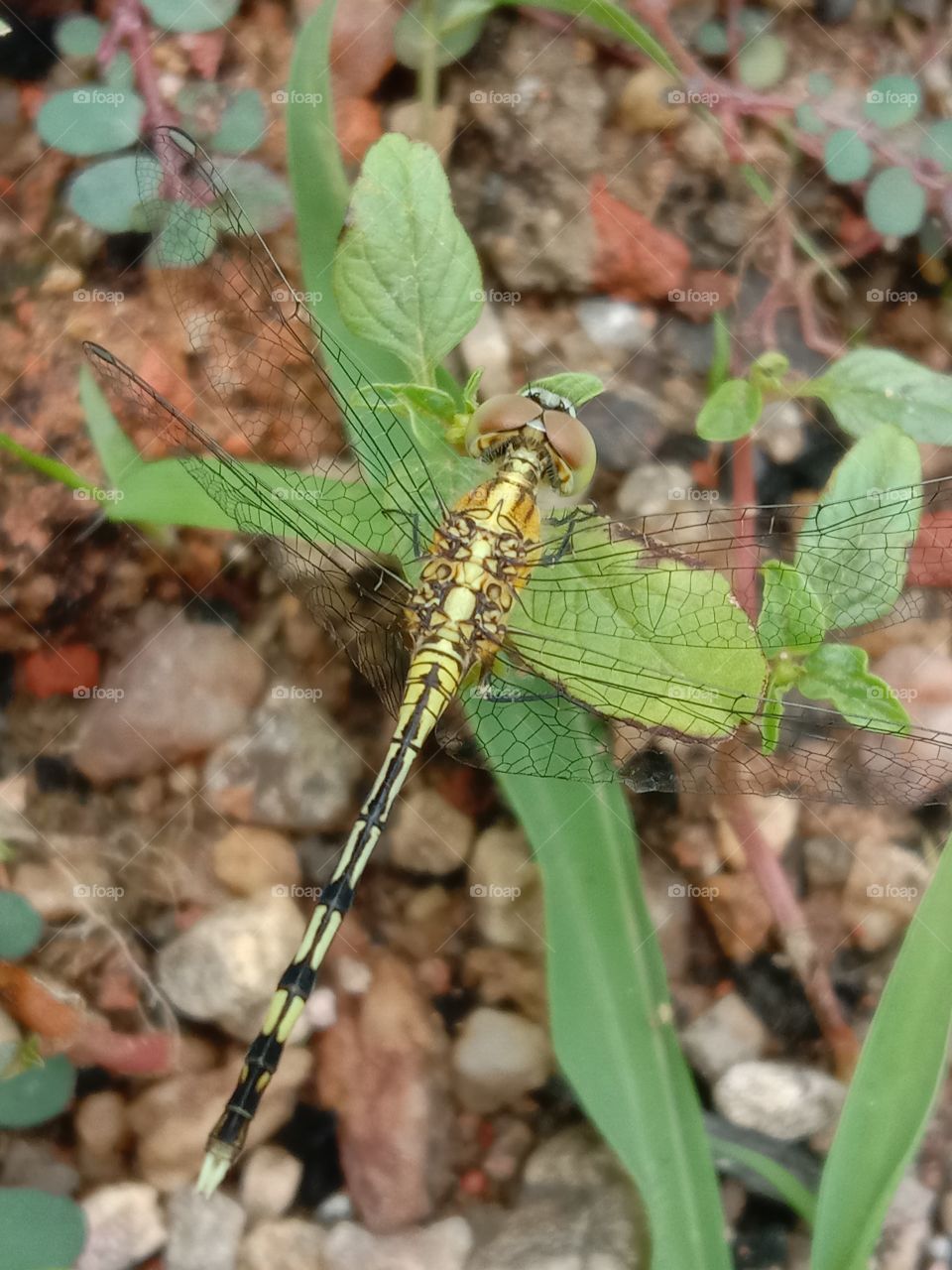 little things combindly makes nature beautiful..  micro details are even beautiful in this nature like this small Dragon fly containing the nature in it ..