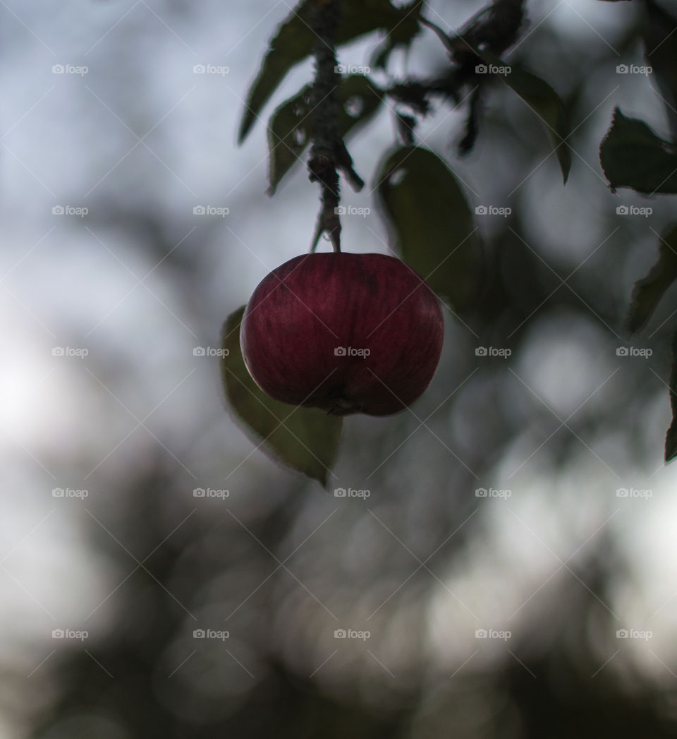 Red apple on a twing against sunsetting light