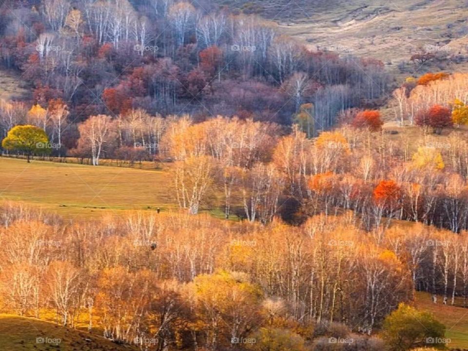 Very beautiful forest and mountain in fall 