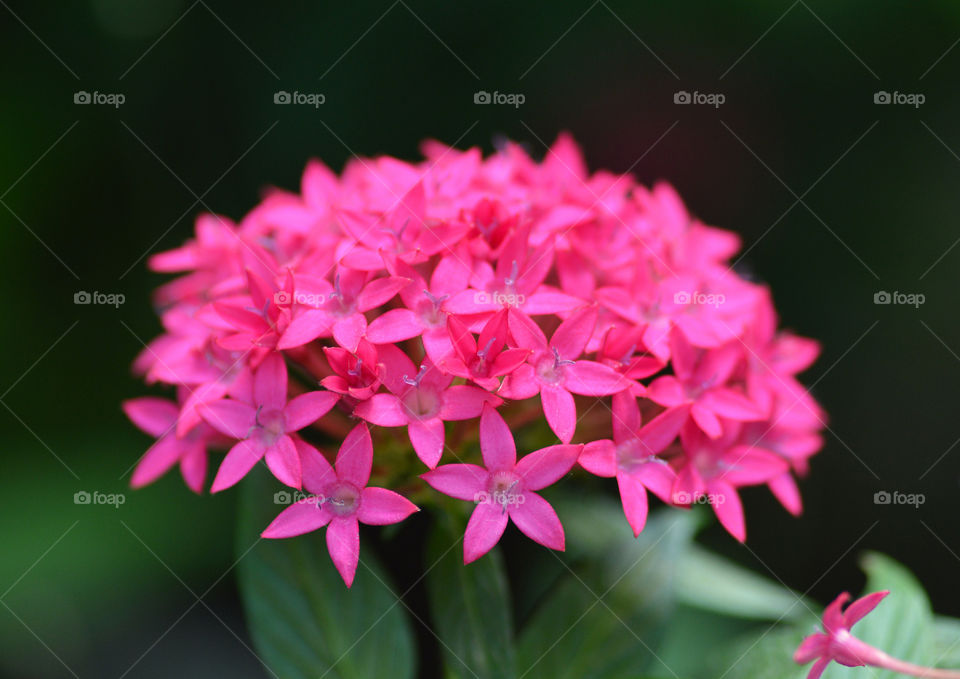 flowers bouquet