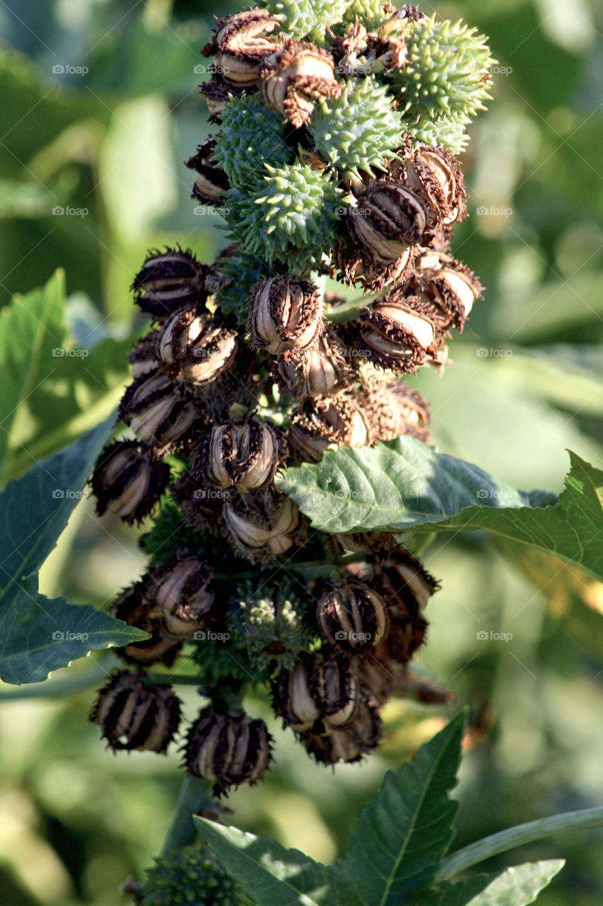 plants leaves seeds bushes by mmcook
