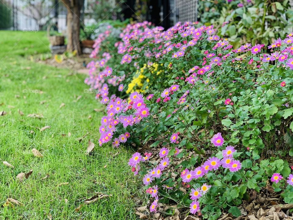 Flower garden mum