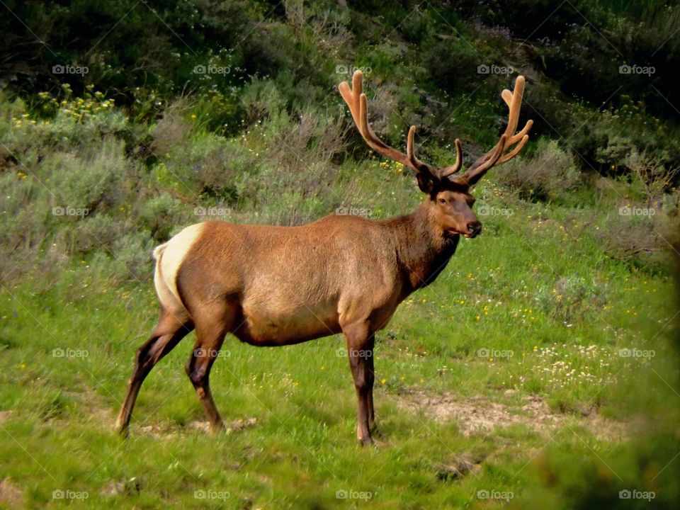 Elk. of Yellowstone