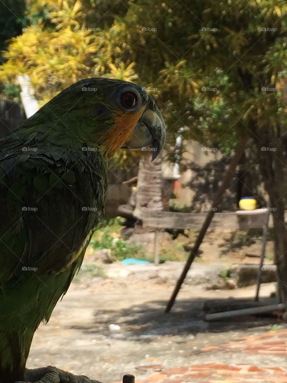 Parrot looking 