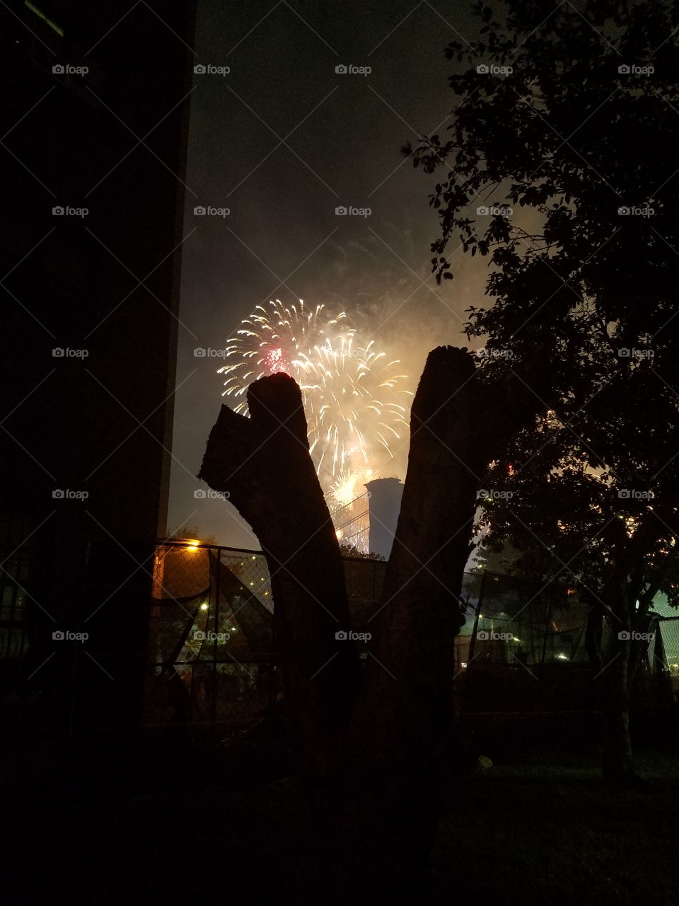 Fireworks through tree