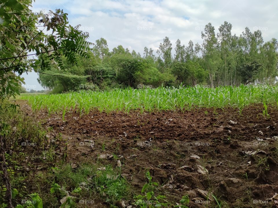 beautiful green corn farms