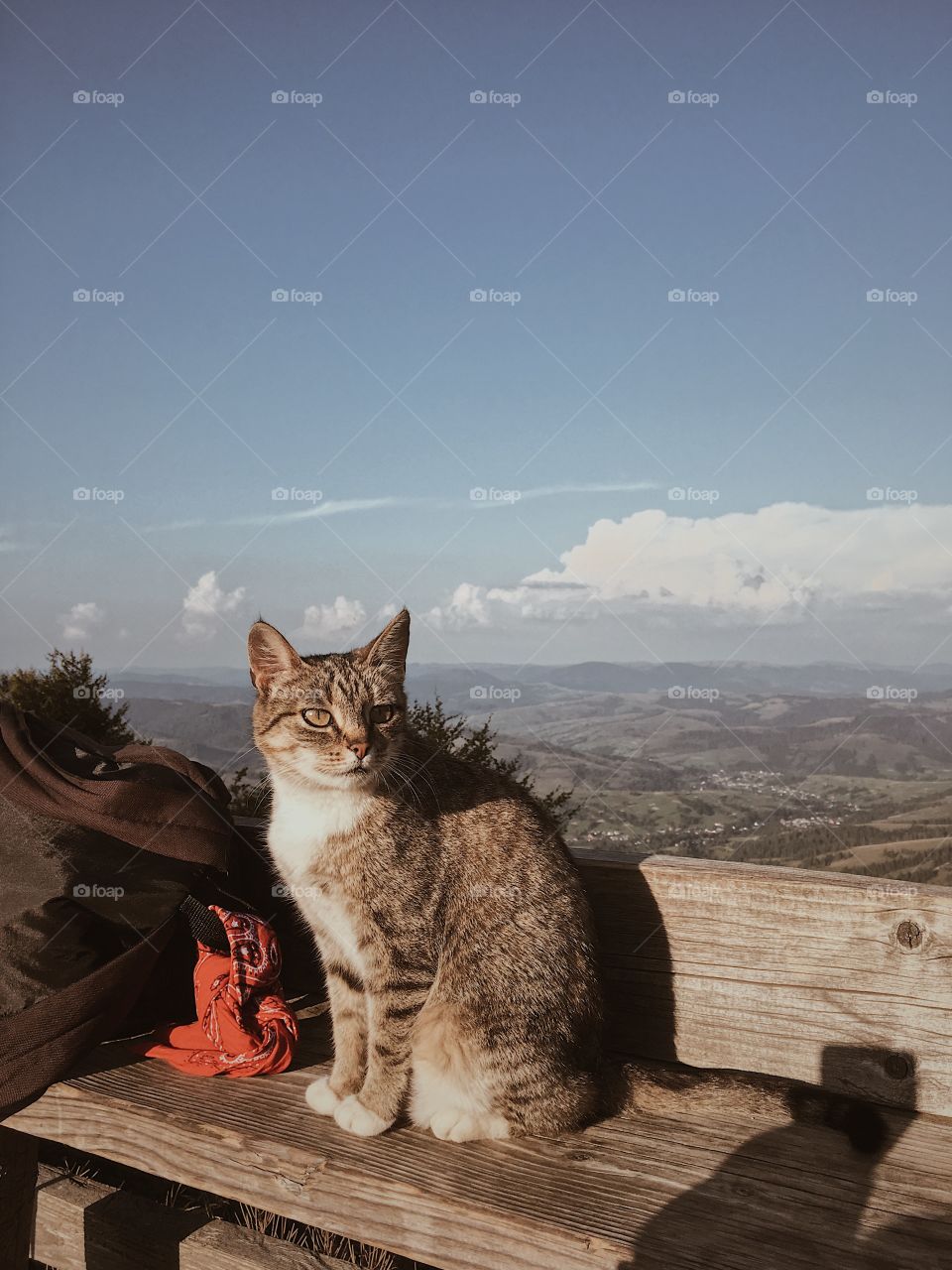 Cat and mountains 