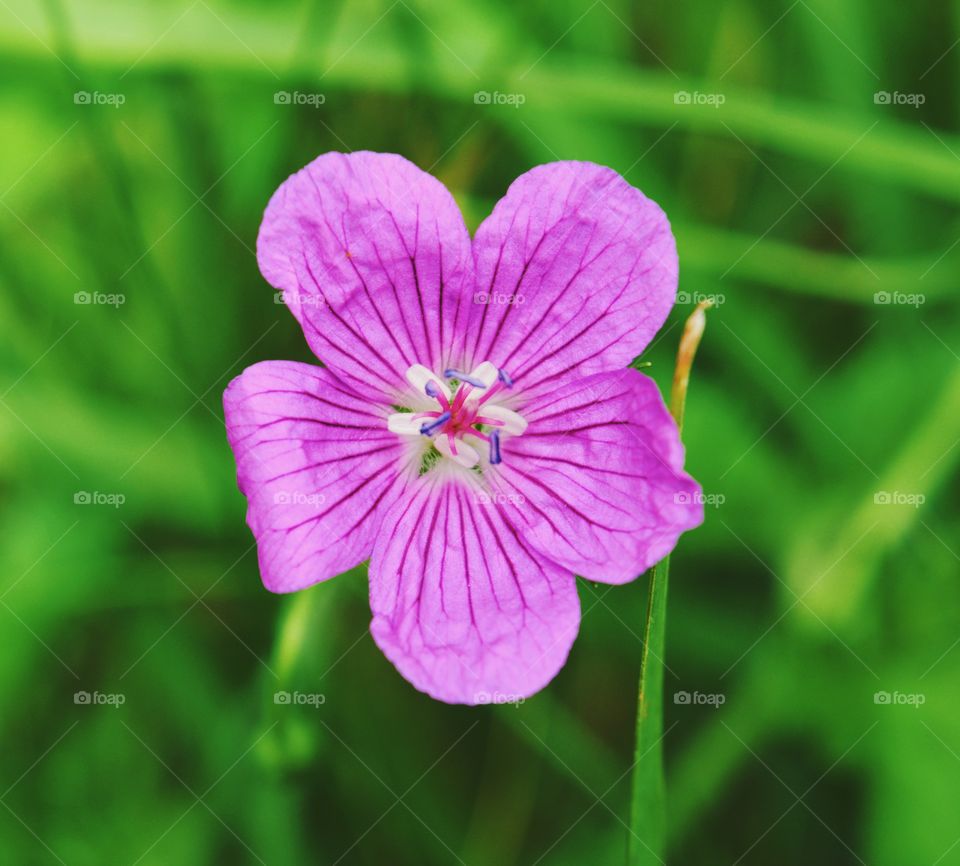 Closeup of purple flower