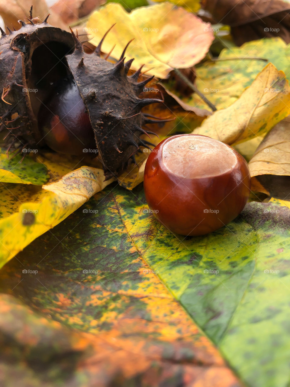 Chestnuts and colorful leaves