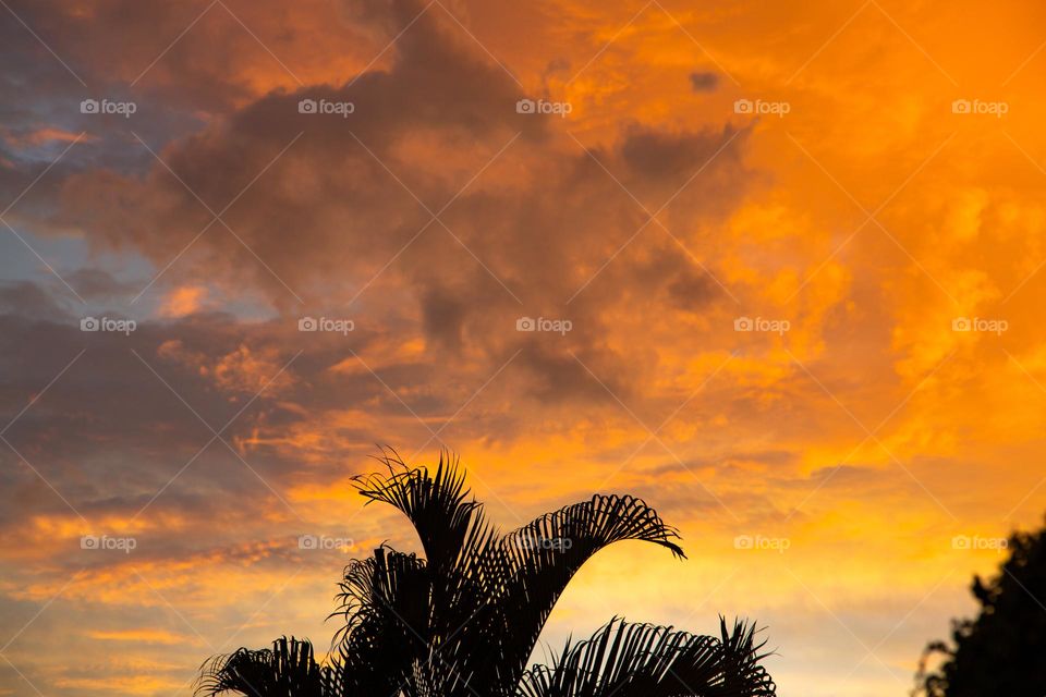 Palm at sunset