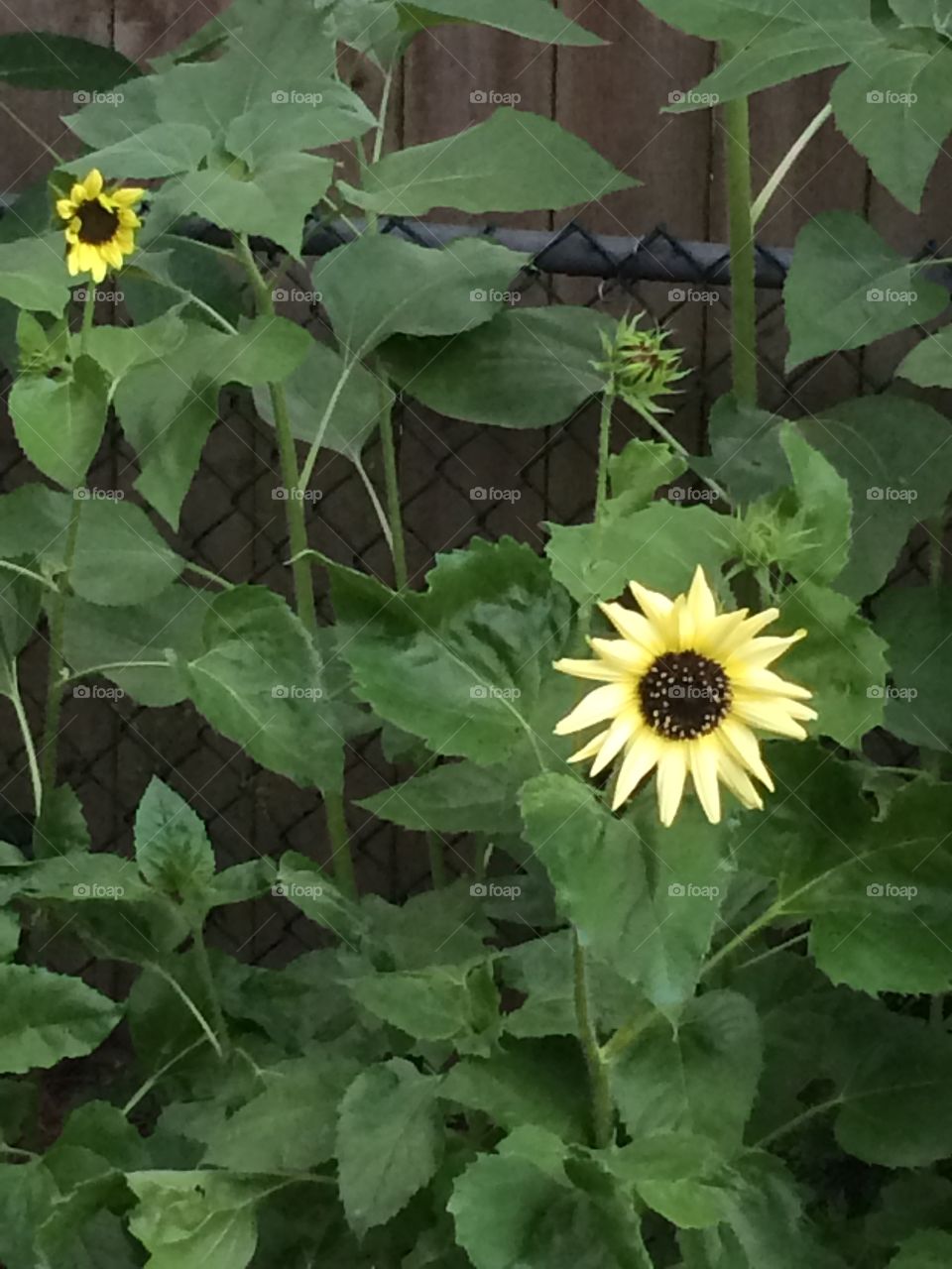 Baby sunflower 