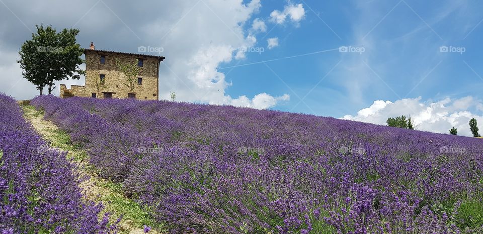 Lavender fields