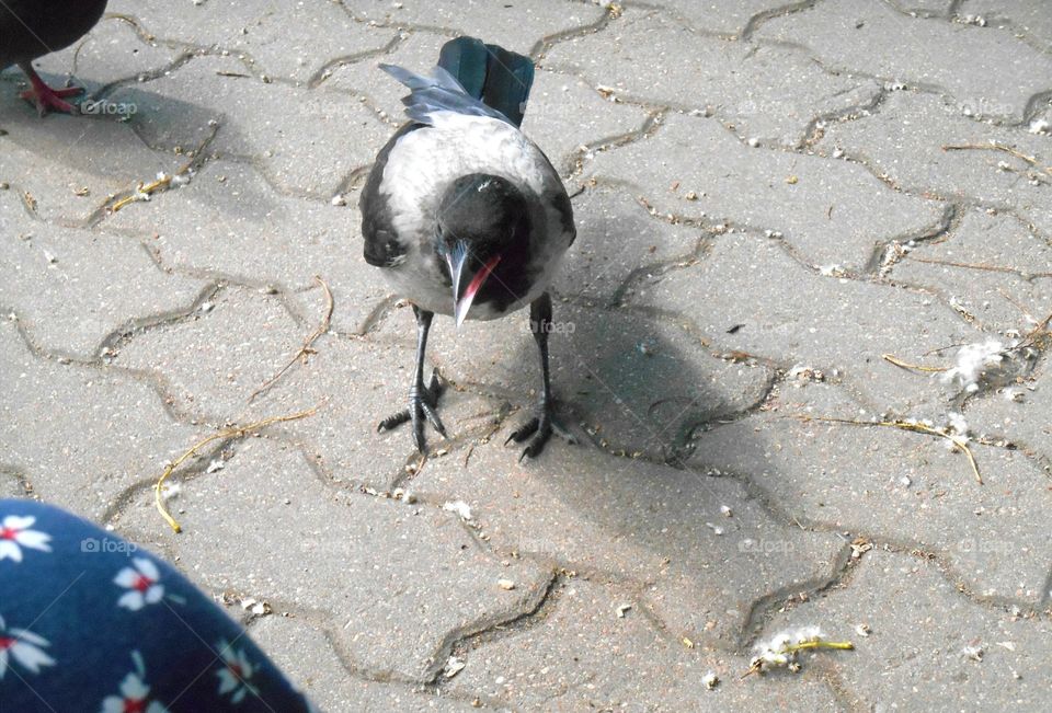 Beach, Sand, No Person, Nature, Bird