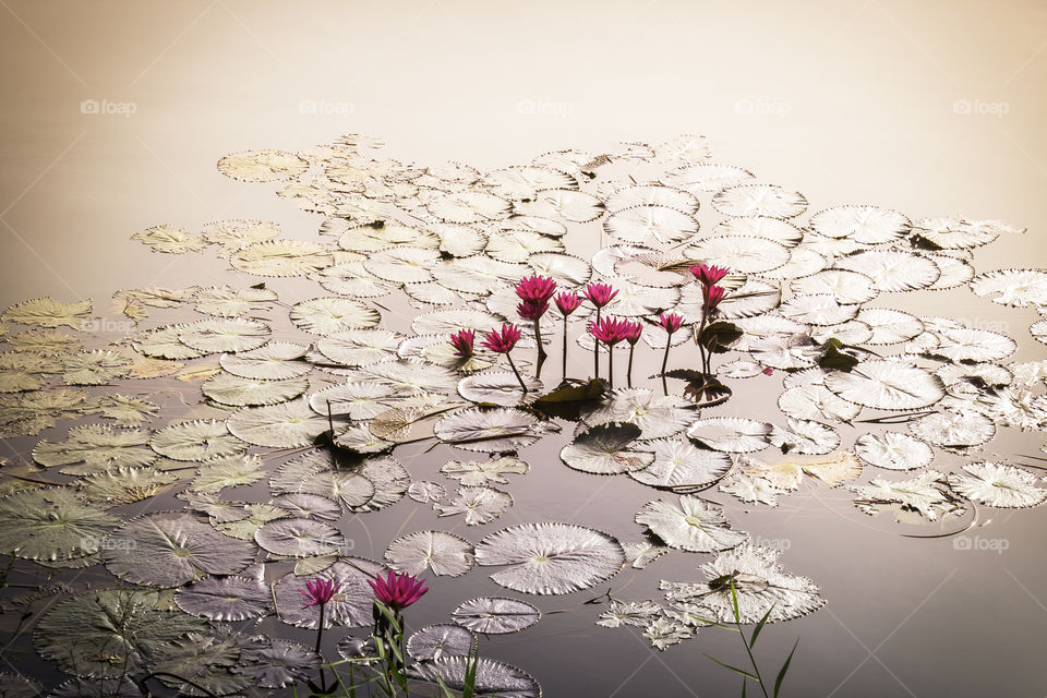 Lotus with leafs in pond of tropical garden