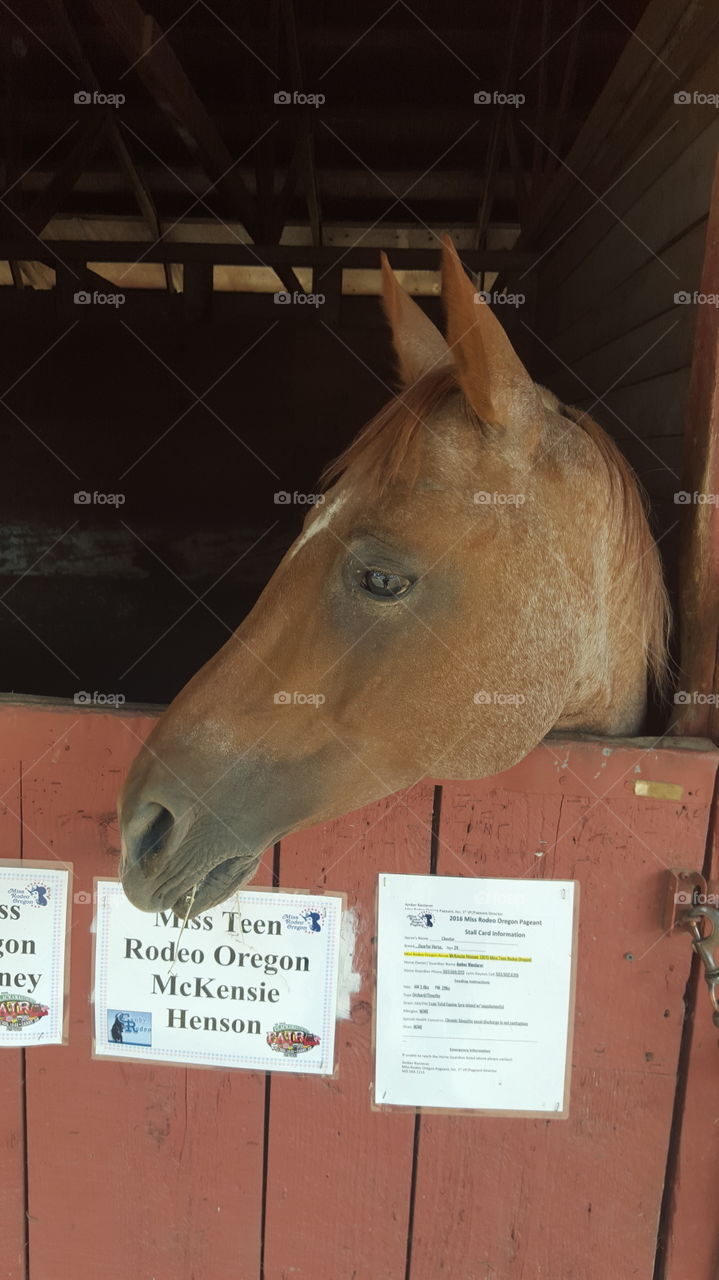 beautiful horse face