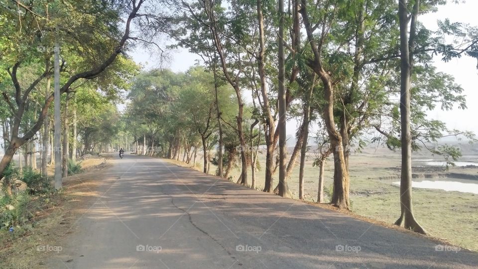 A beautiful scene of trees on the road side.