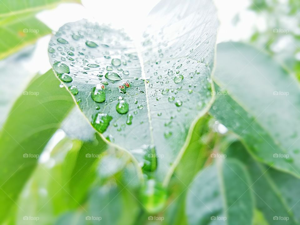 leaf with rain drops
