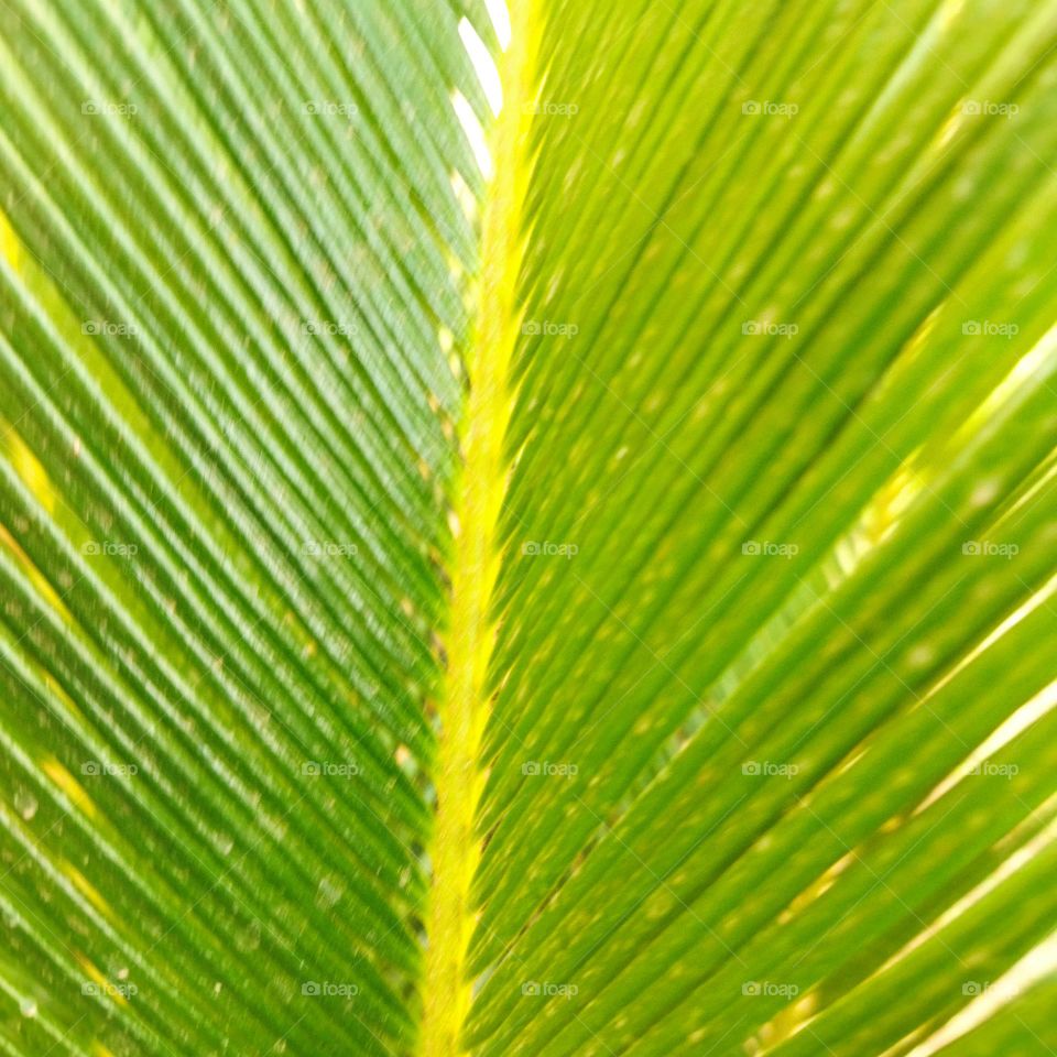 splendid and green palm tree.