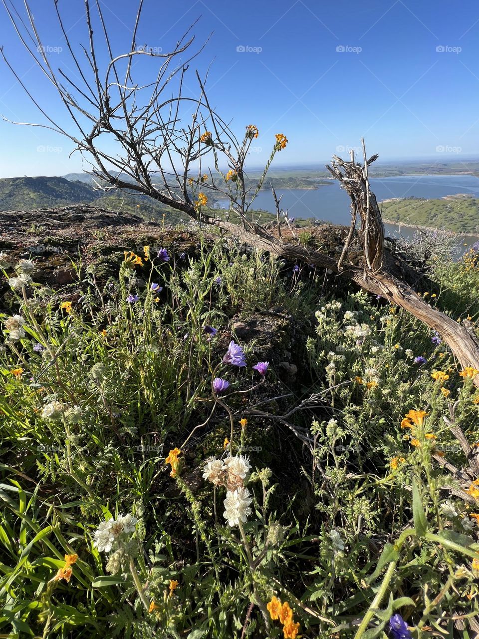 Wild flowers 