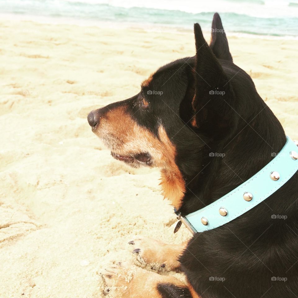 Dog, Beach, Cute, One, Portrait