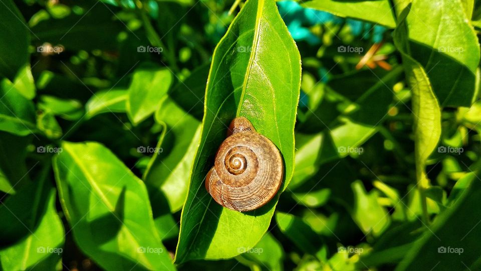 Sleepy snail