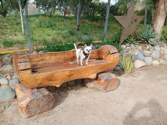 Chihuahua