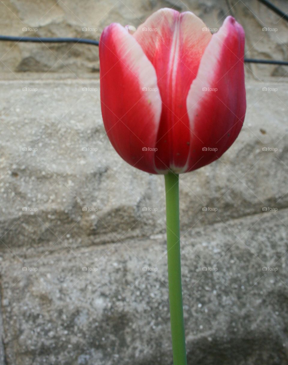 Tulip