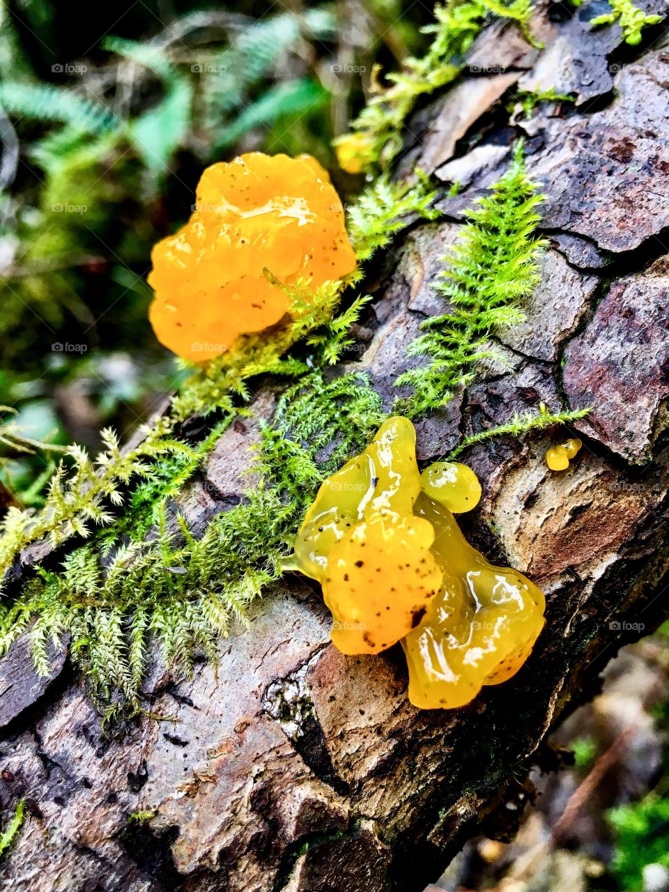 Yellow Fungi 