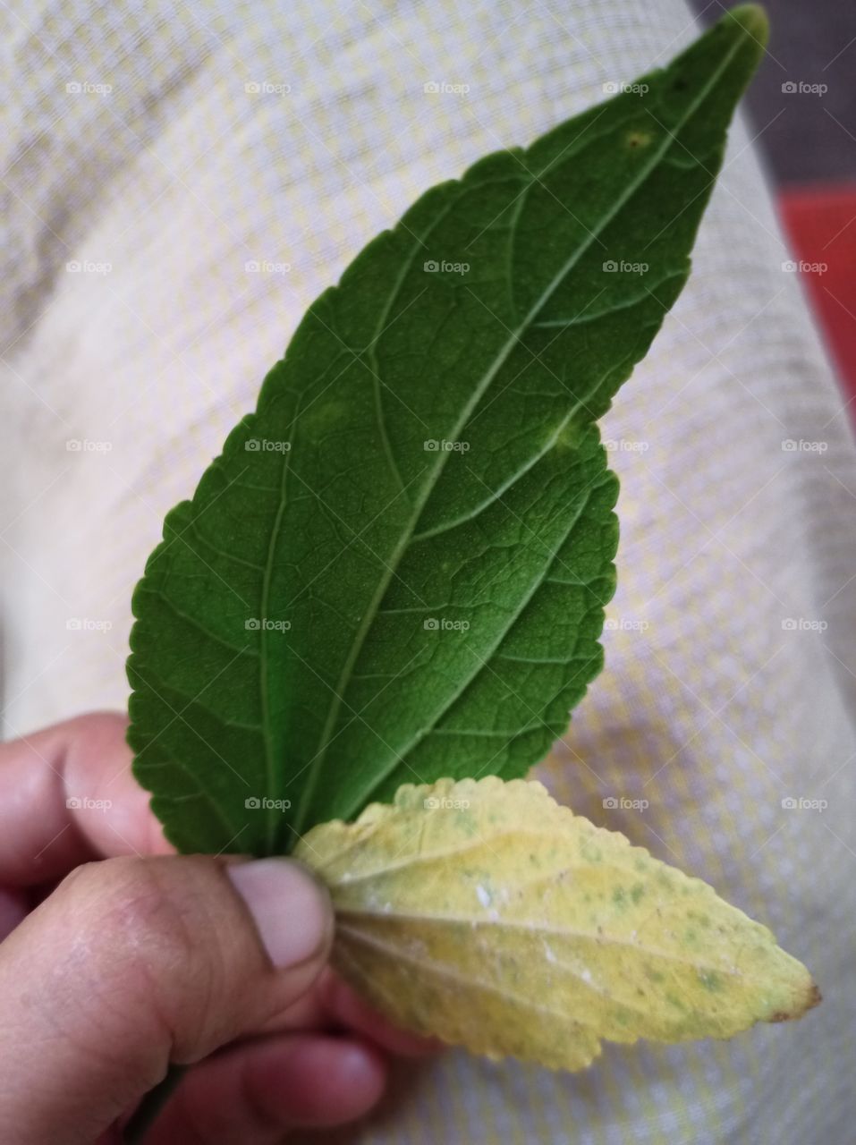 fresh leaf and dry leaf holding in an hand