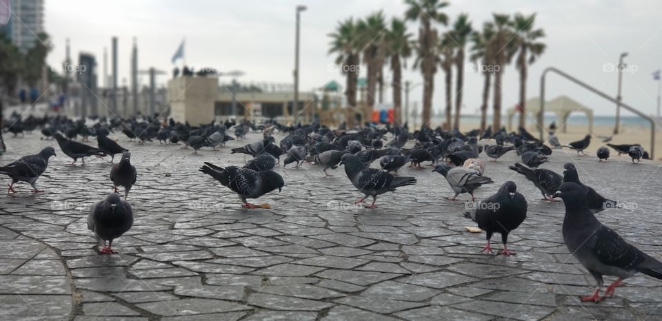 Pidgeons on the waterfront.
