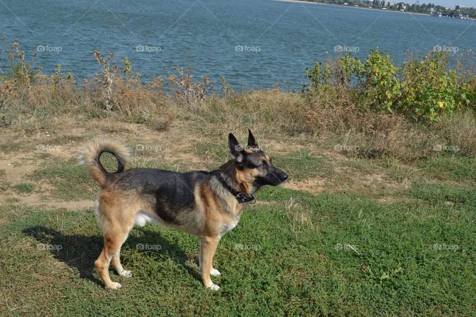 German Shepherd