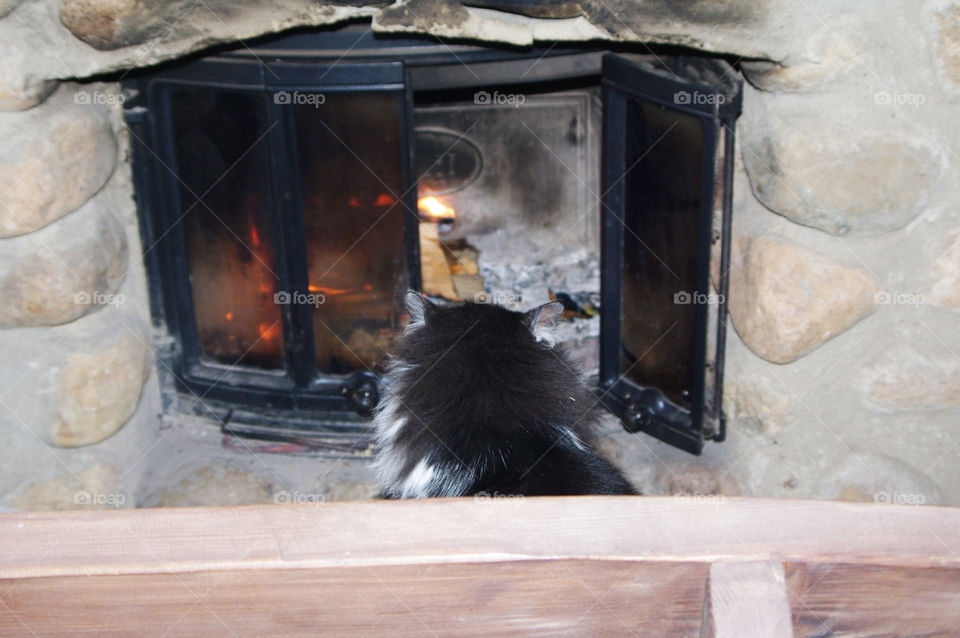 cat basking in the fireplace