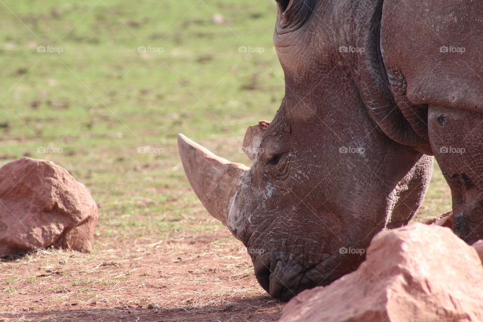 endangered rhino sniffing the ground