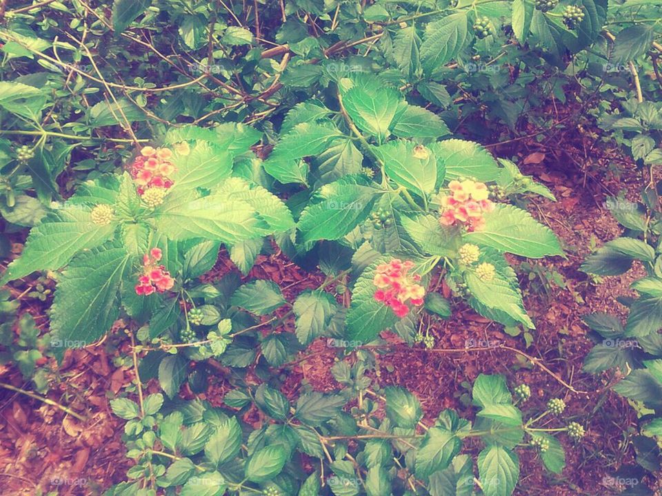 Flower Bush