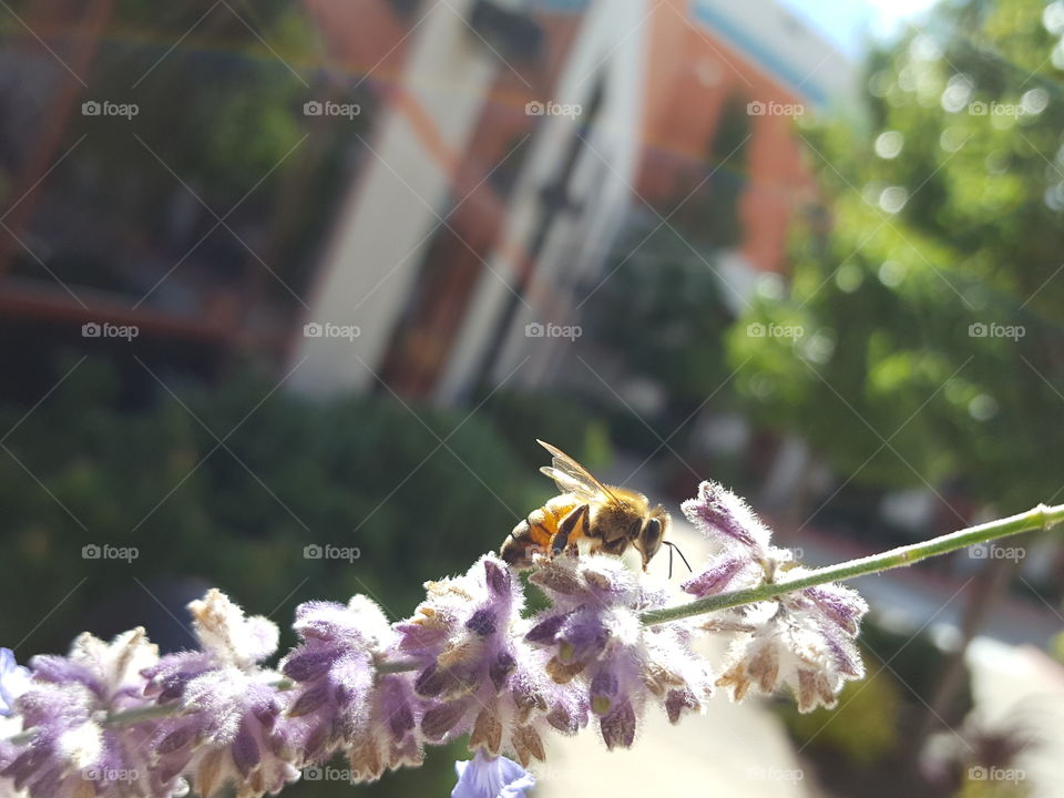 bee