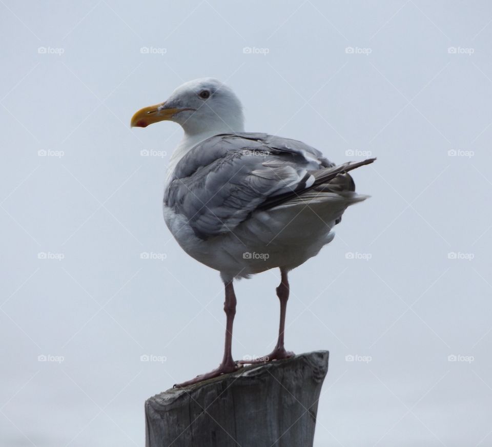 Seagull 