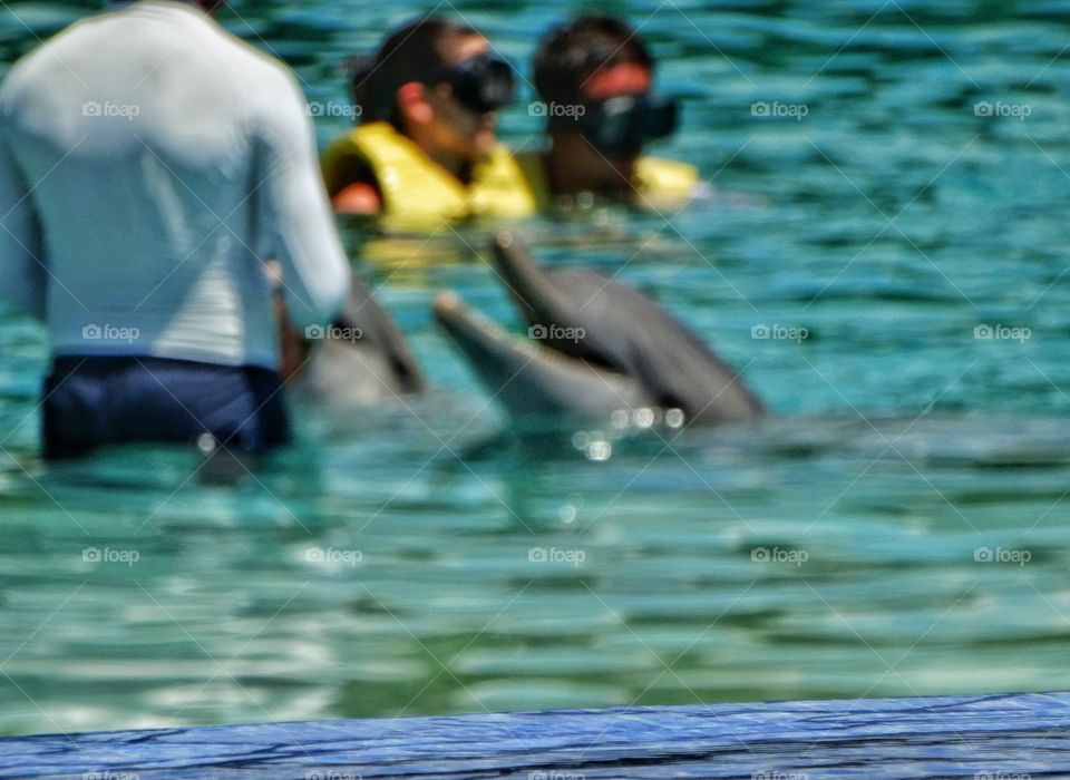 Swimming With Dolphins
