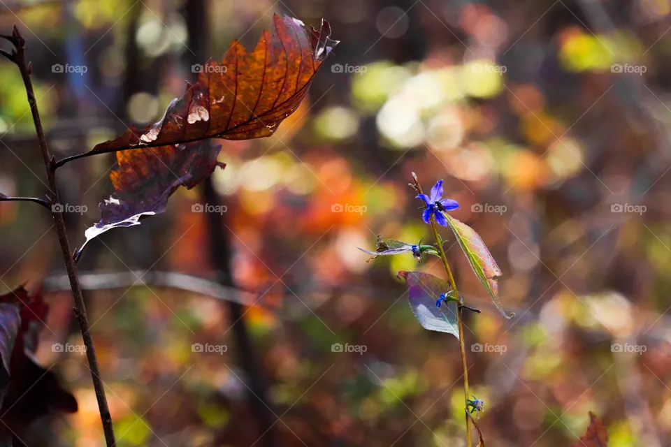 little purple wild flower