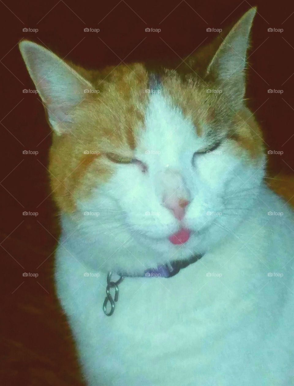 cat with tongue sticking out