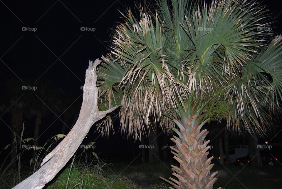 Palm tree and drift wood