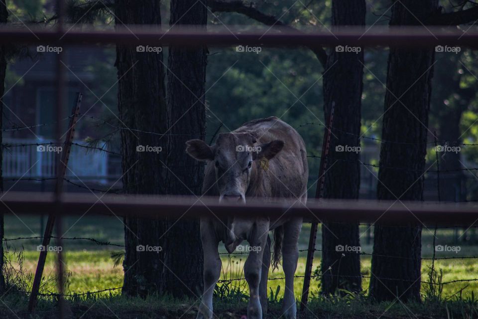cow staring into the camera