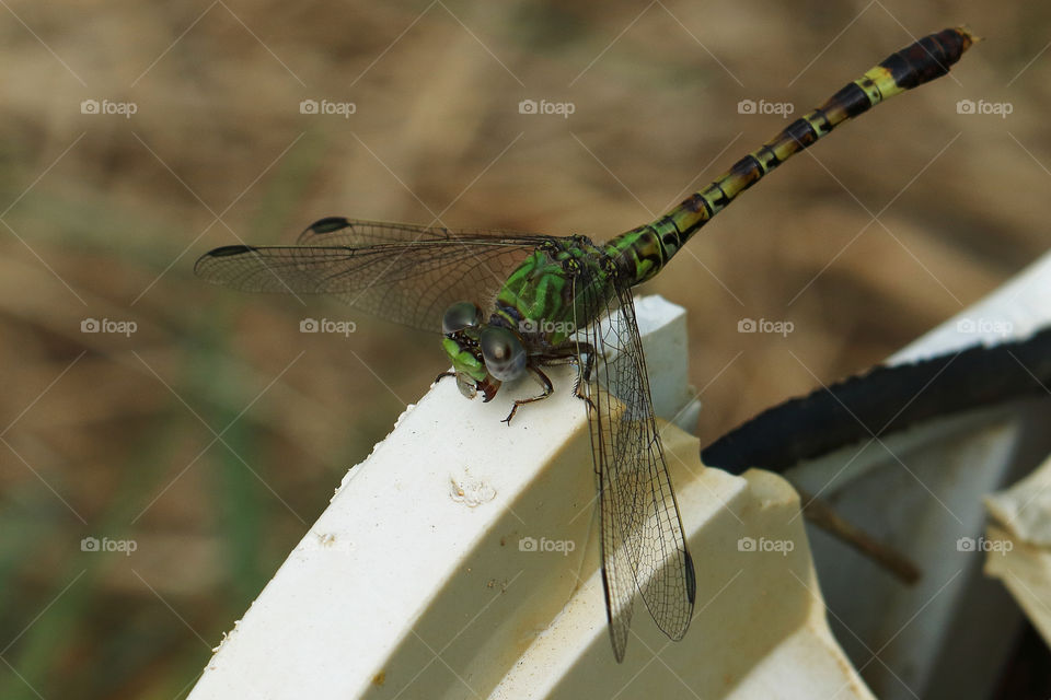 Dragonfly up close, macro photography, compound eyes