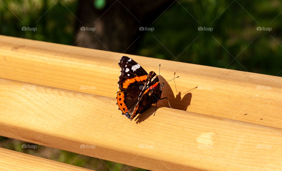 The butterfly on the bench