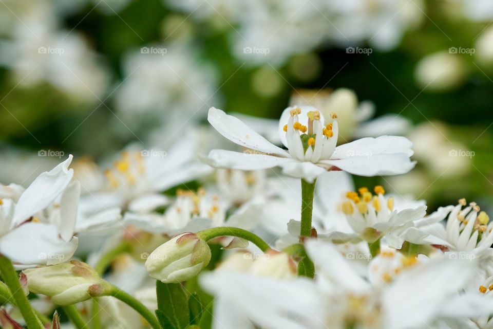 Delicate little white flower .. caught my eye as it stood out from the rest ...