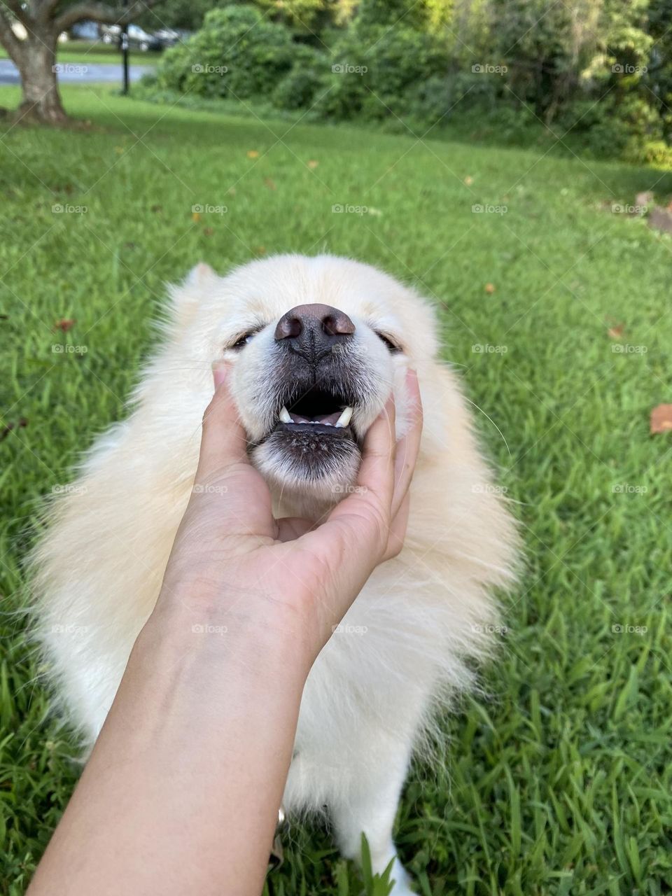 White is the lightest color and is achromatic (having no hue). It has been a staple of art, history, and culture for many eras. The white is all around us and adorn life.