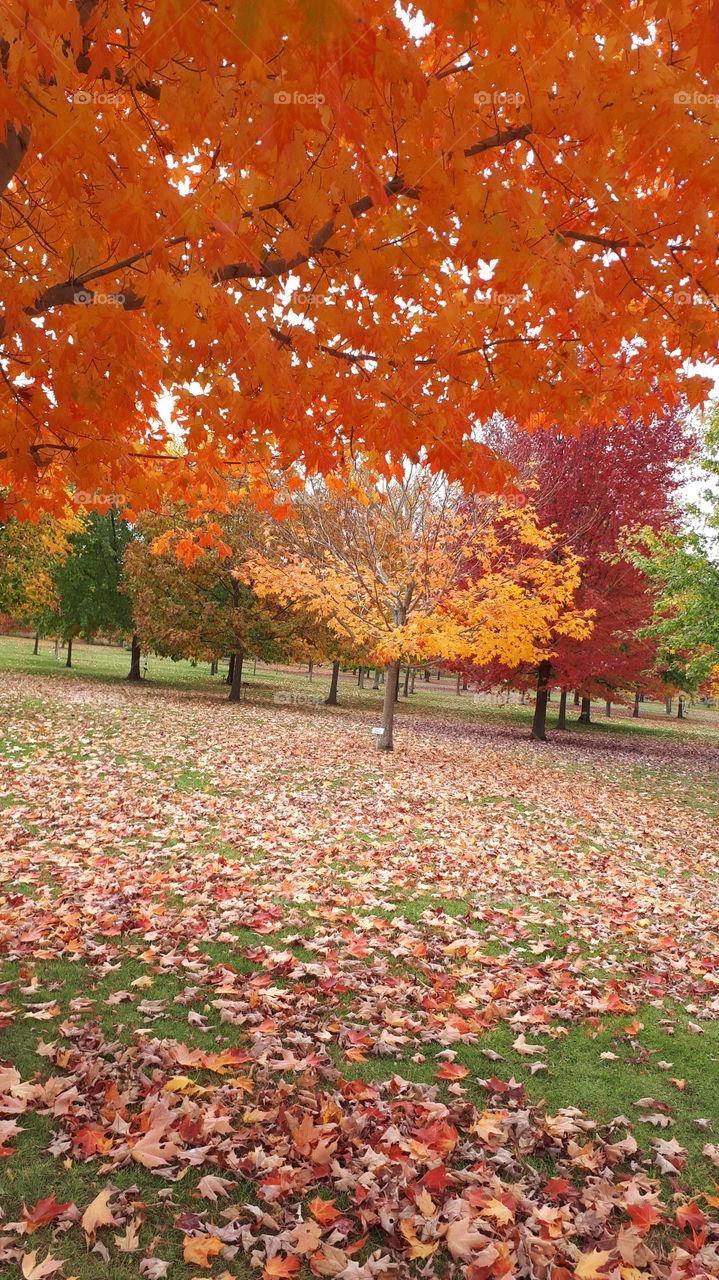 fall andfalling leaves