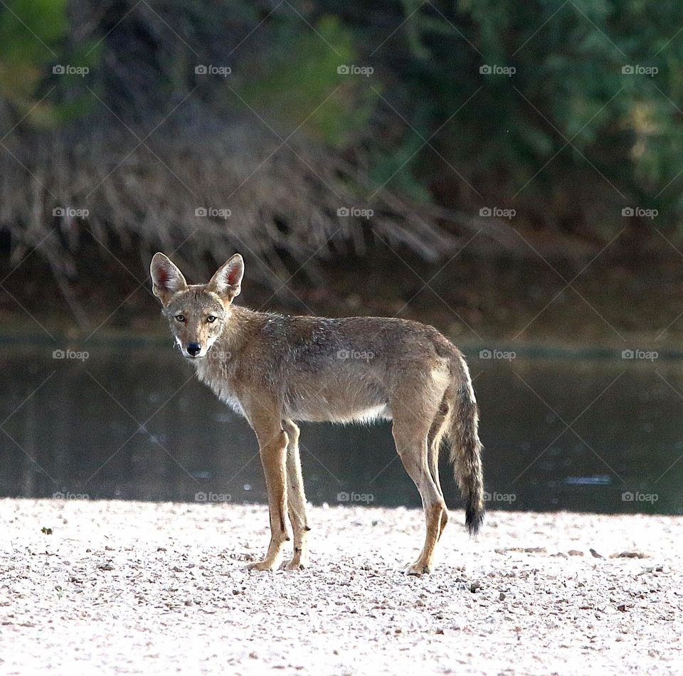 Coyote Standing by the Water
